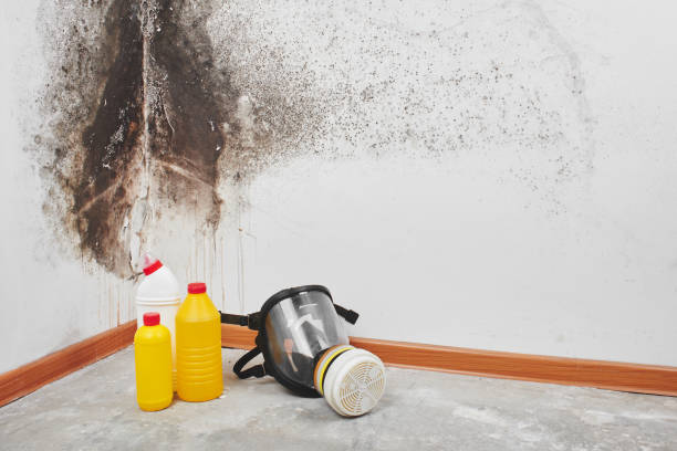 Best Commercial Mold Removal  in New Knoxville, OH