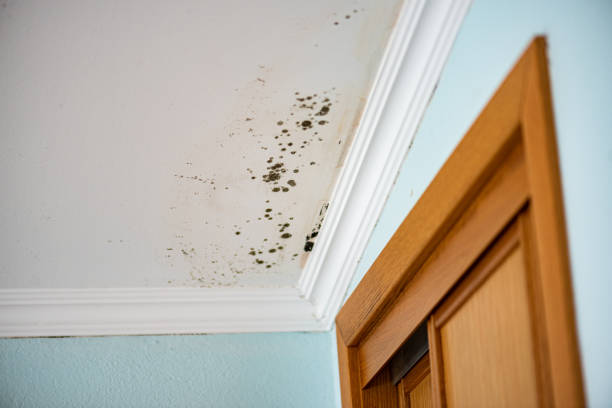 Best Same-Day Mold Removal  in New Knoxville, OH