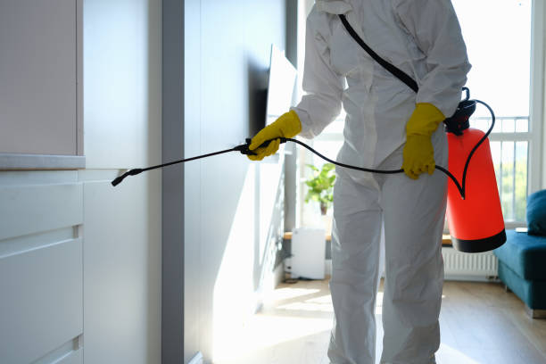 Best Mold Removal Near Me  in New Knoxville, OH