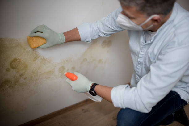Best Black Mold Removal  in New Knoxville, OH