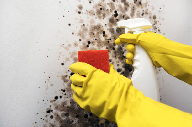Best Professional Mold Removal  in New Knoxville, OH