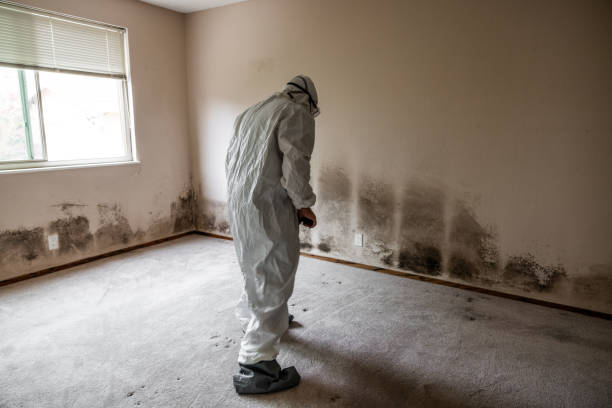 Best Attic Mold Removal  in New Knoxville, OH