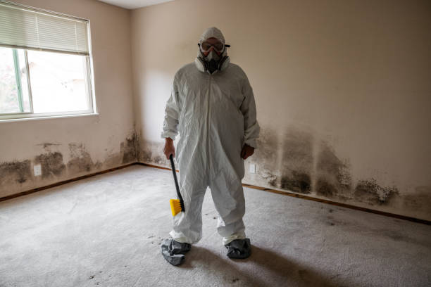 Best Best Mold Removal Companies  in New Knoxville, OH