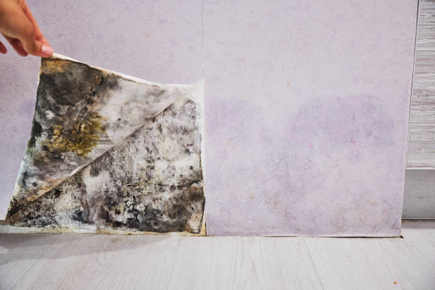 Reliable New Knoxville, OH Mold Removal Solutions